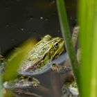 Frosch 1