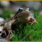 Frosch 1