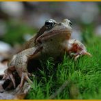 Frosch 1