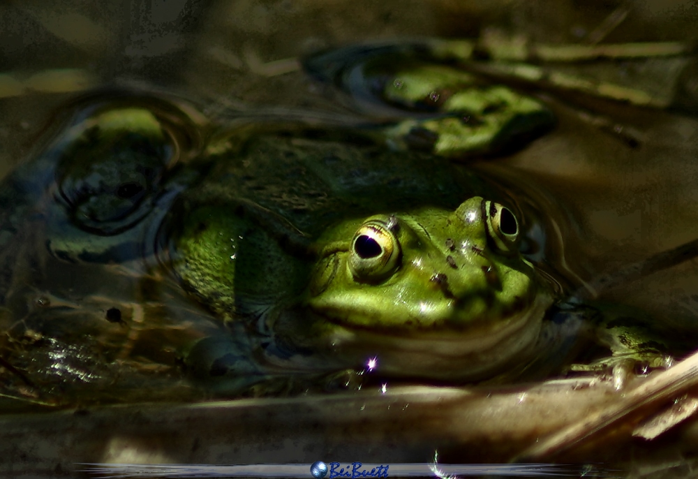 Frosch 1