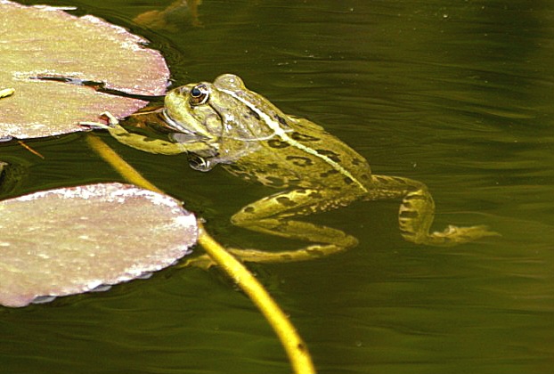 Frosch 1