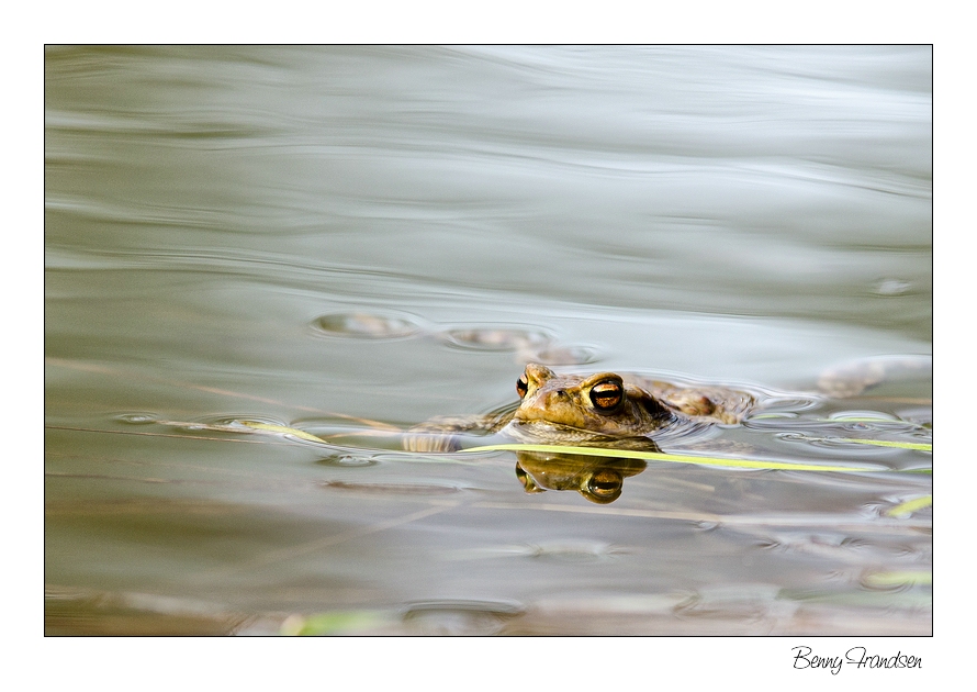 Frosch (1) nee Erdkröte