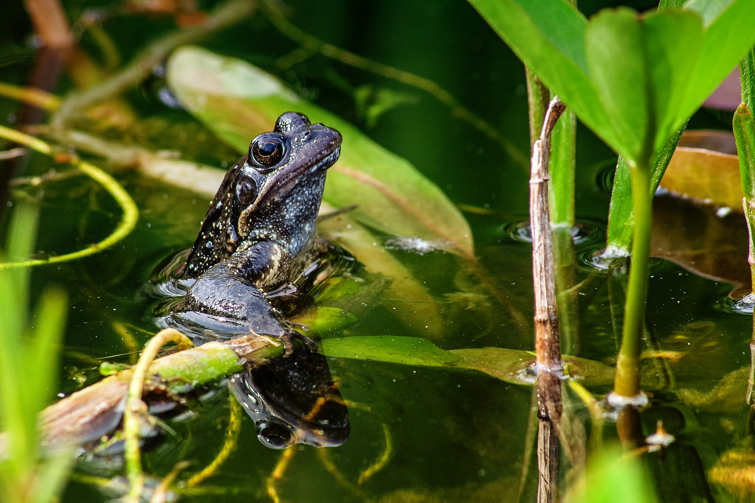 Frosch