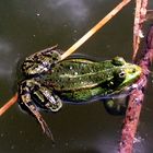 Frosch