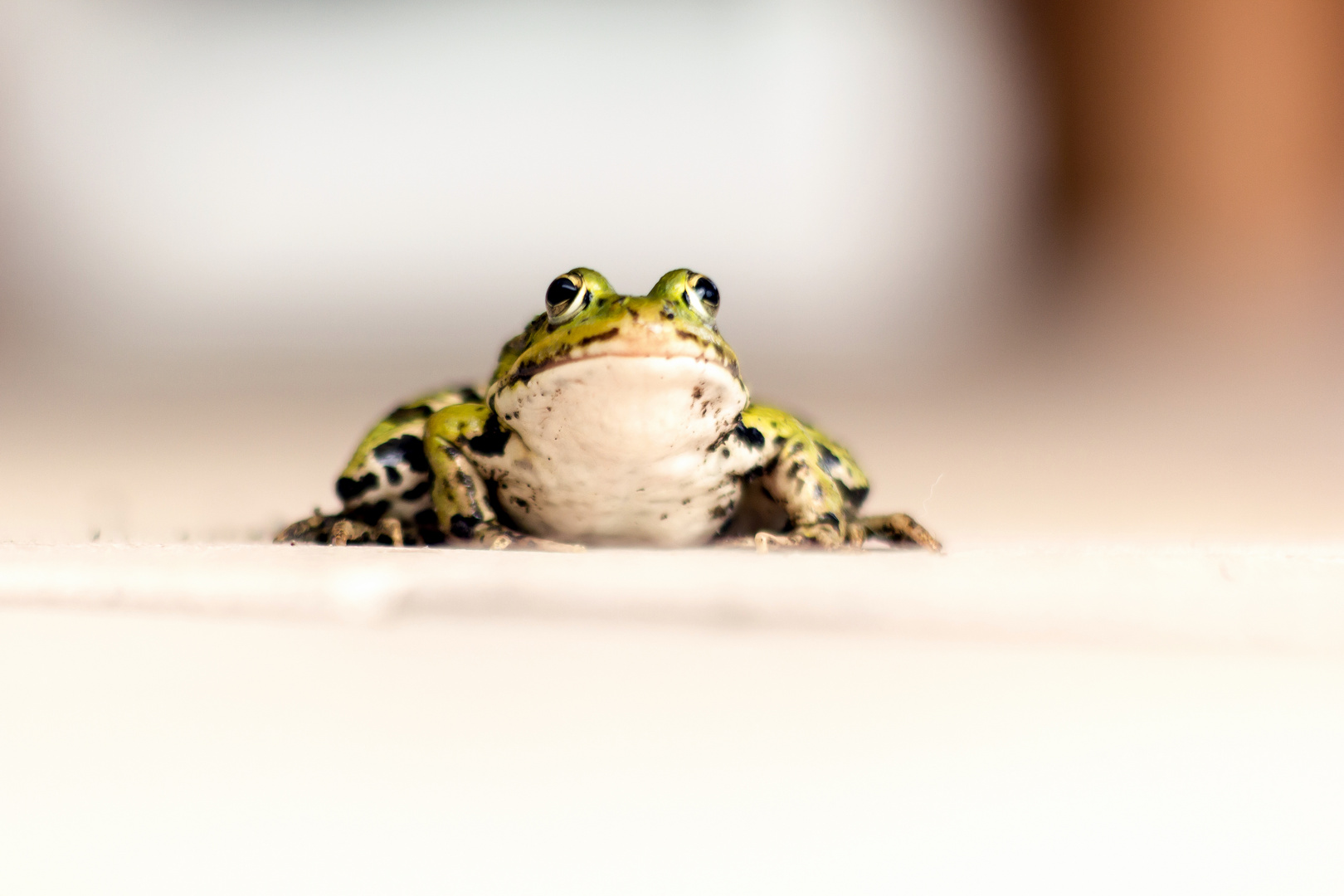 Frosch