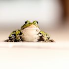 Frosch