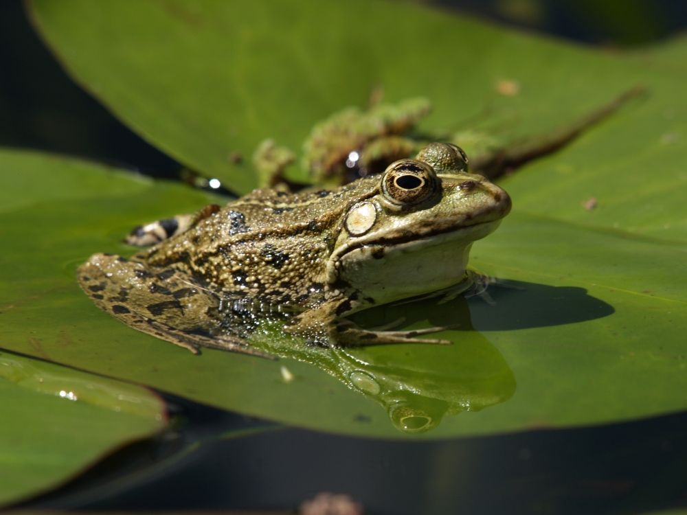 Frosch