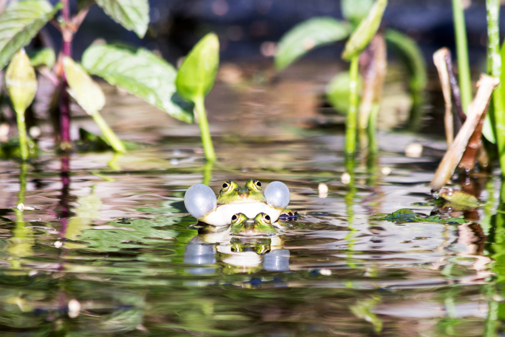 Frosch