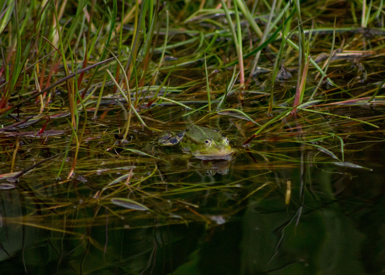 Frosch