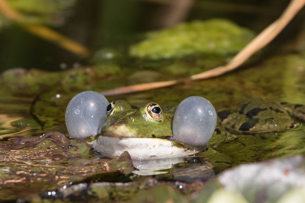 Frosch-1352