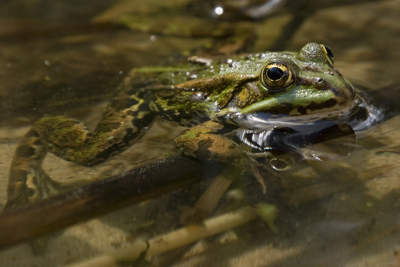 Frosch