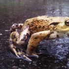 Frosch