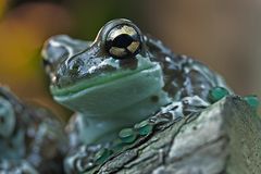 Frosch