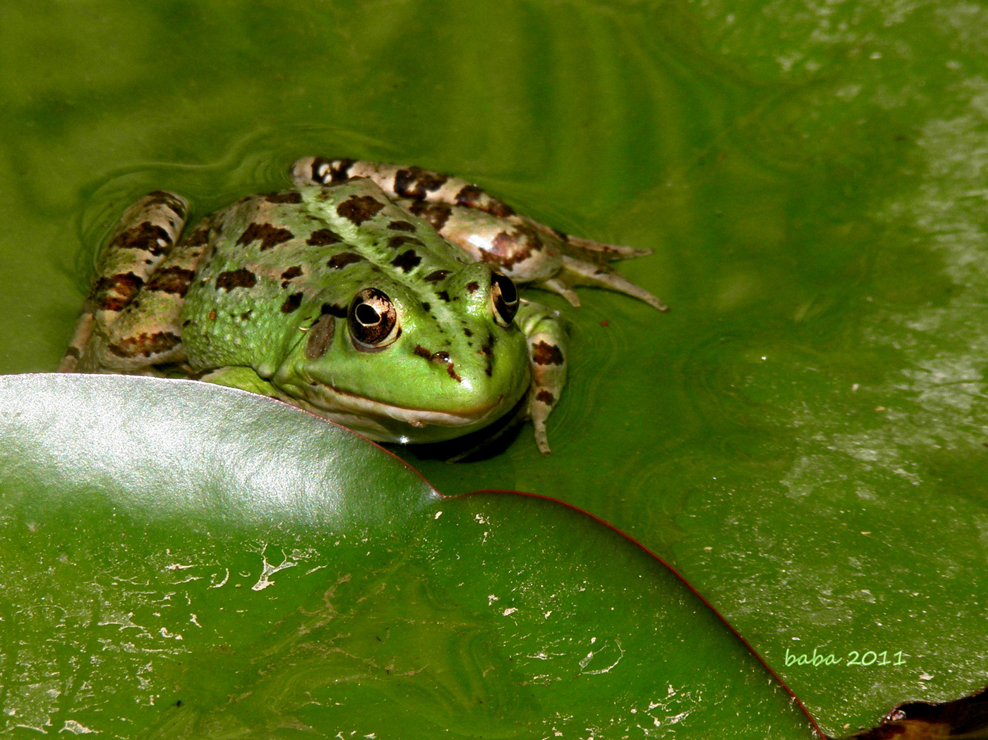 Frosch