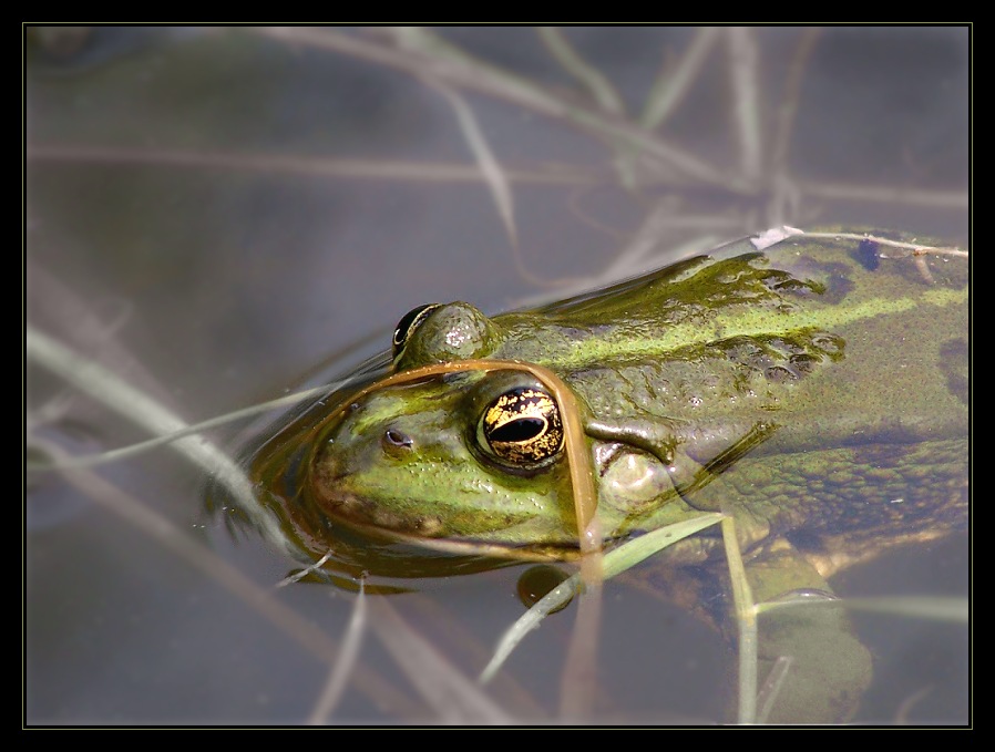 Frosch