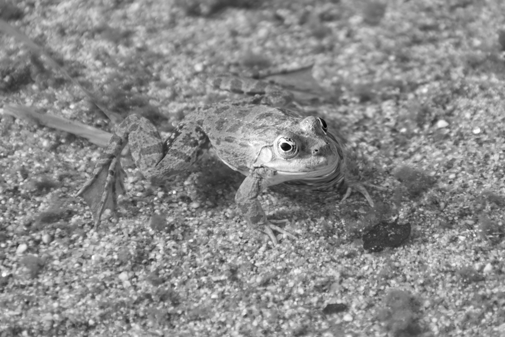 Frosch