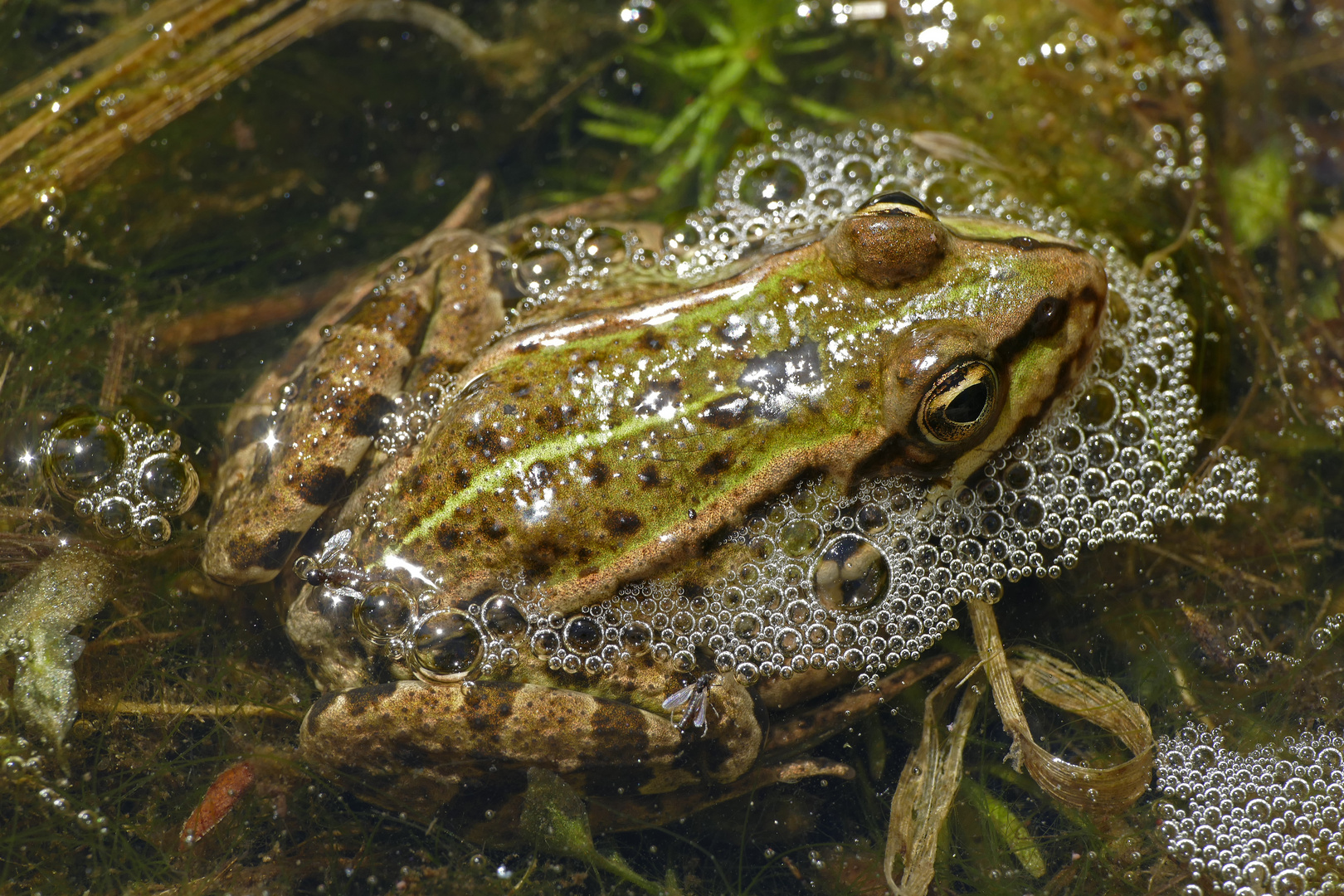 Frosch