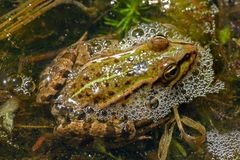 Frosch