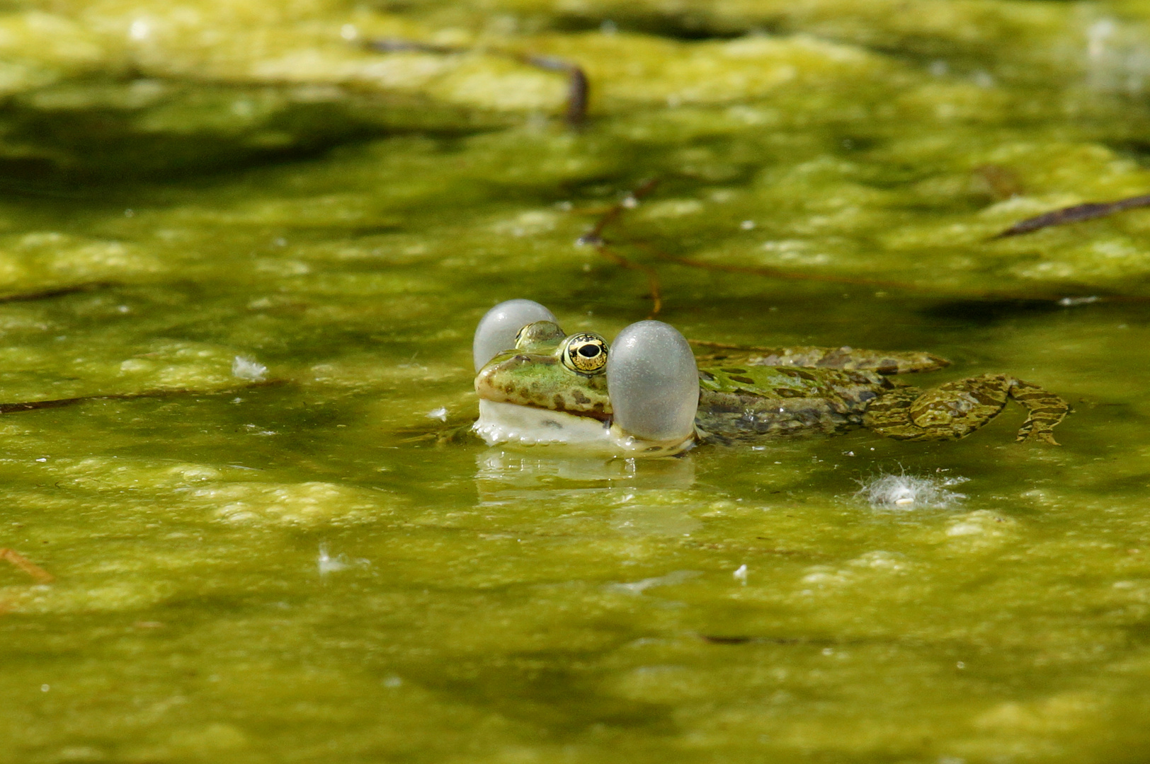 Frosch