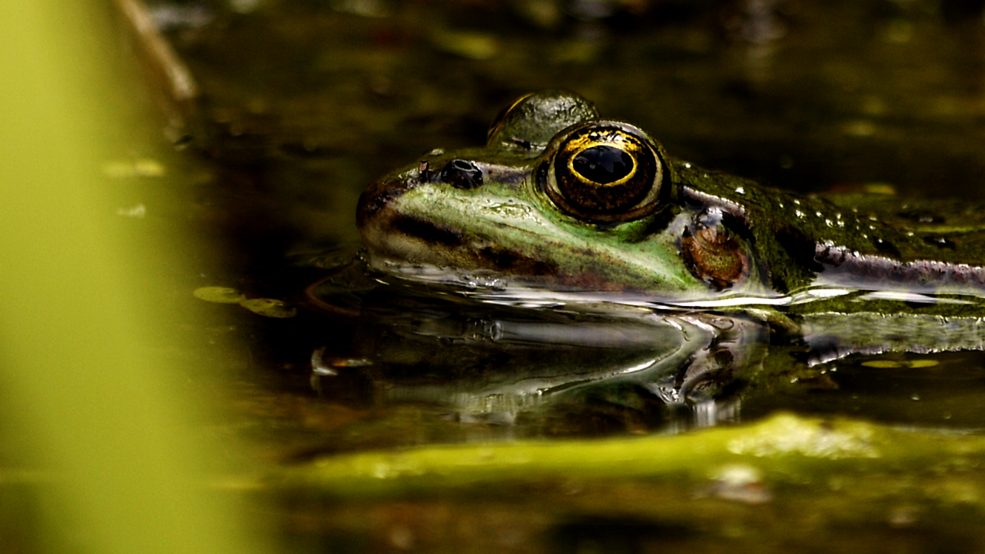 Frosch