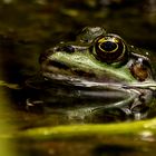 Frosch