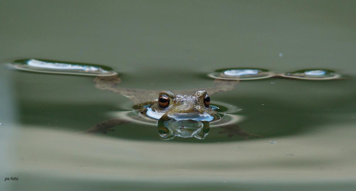 Frosch!