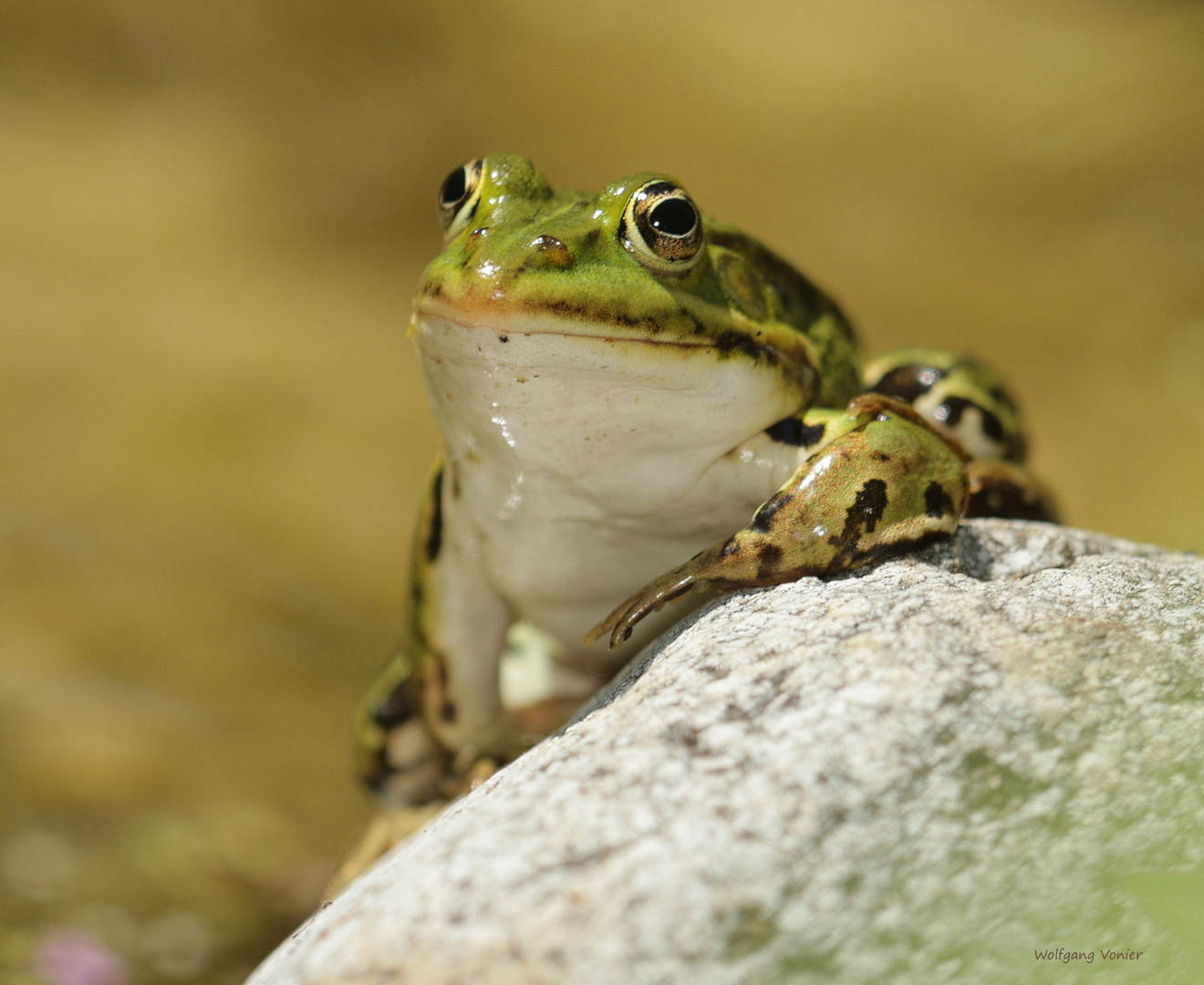 Frosch