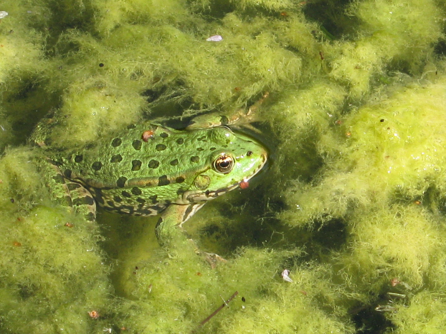 Frosch