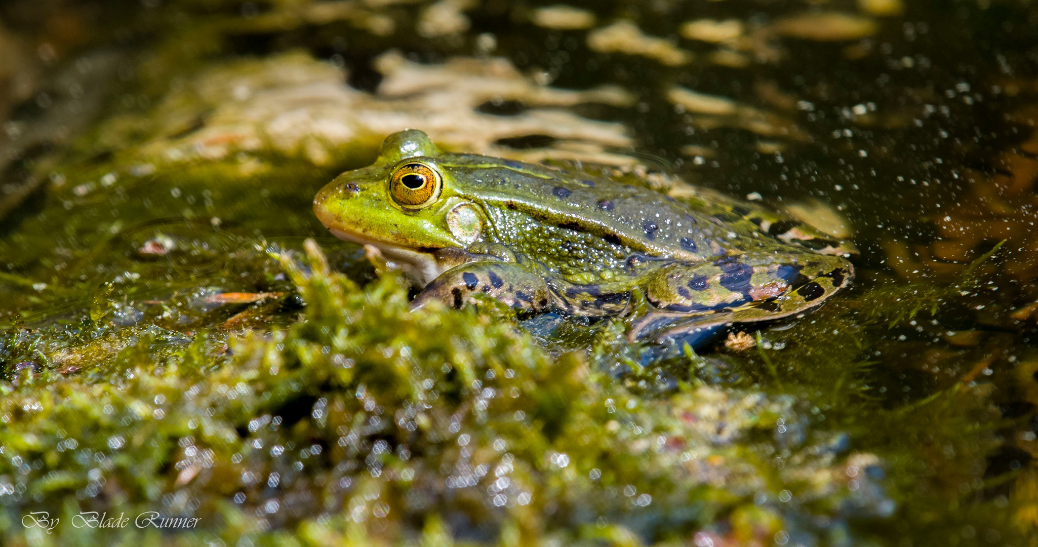 Frosch 