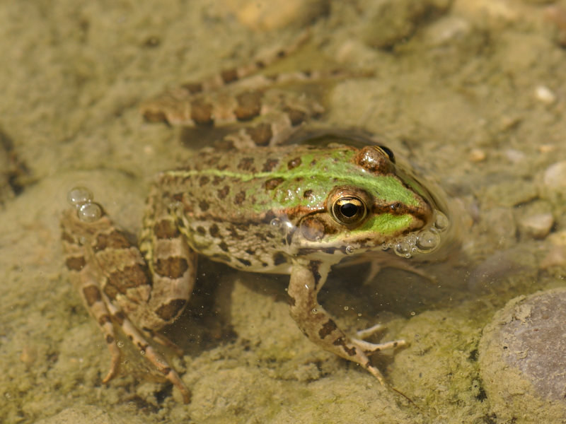 Frosch