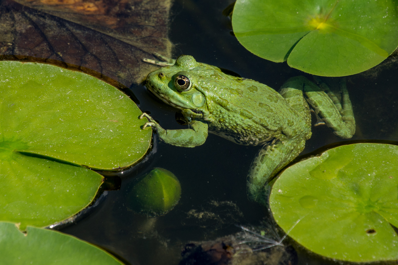 Frosch