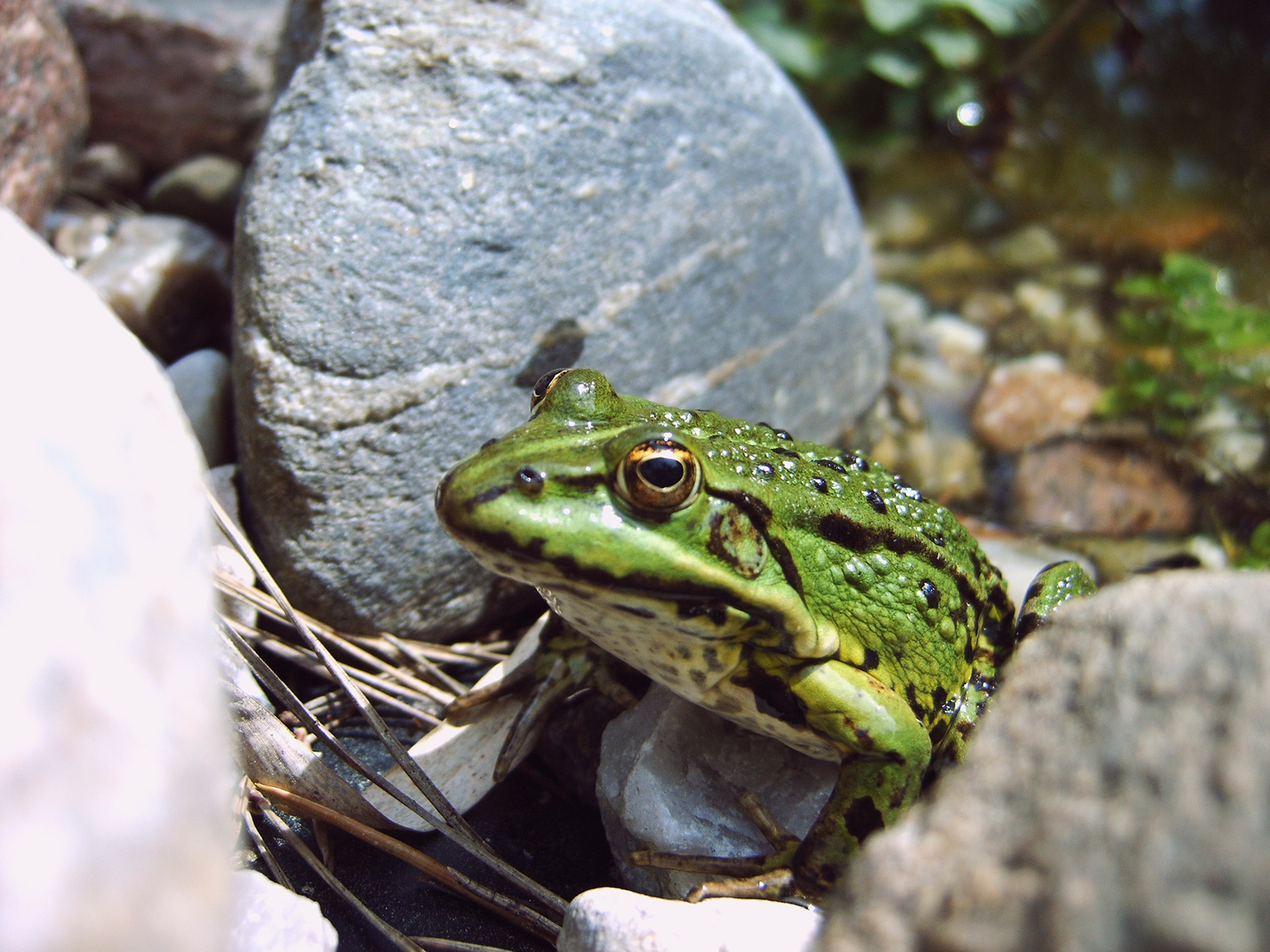 Frosch