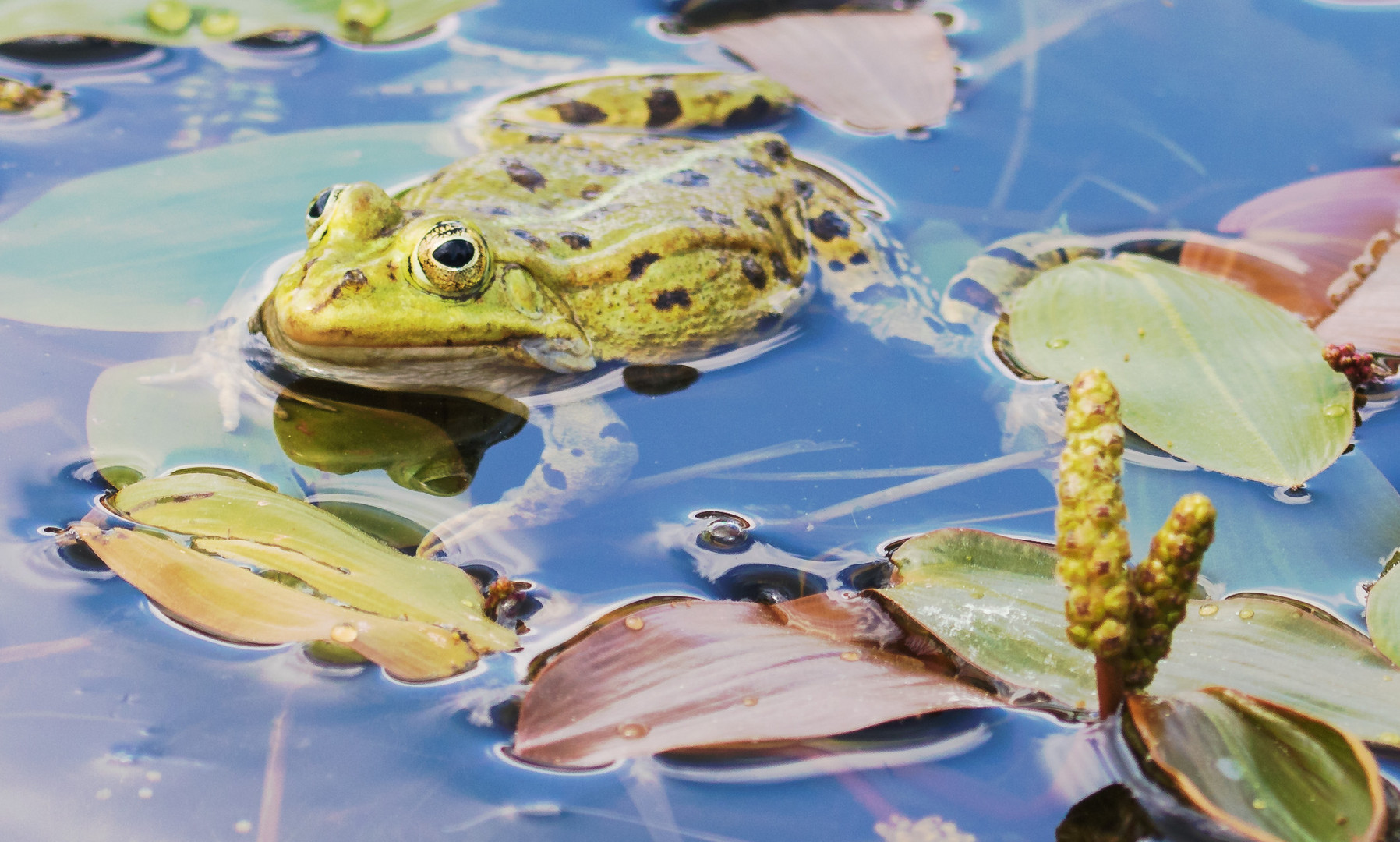 Frosch Foto Bild Tiere Wildlife Amphibien Reptilien Bilder Auf Fotocommunity