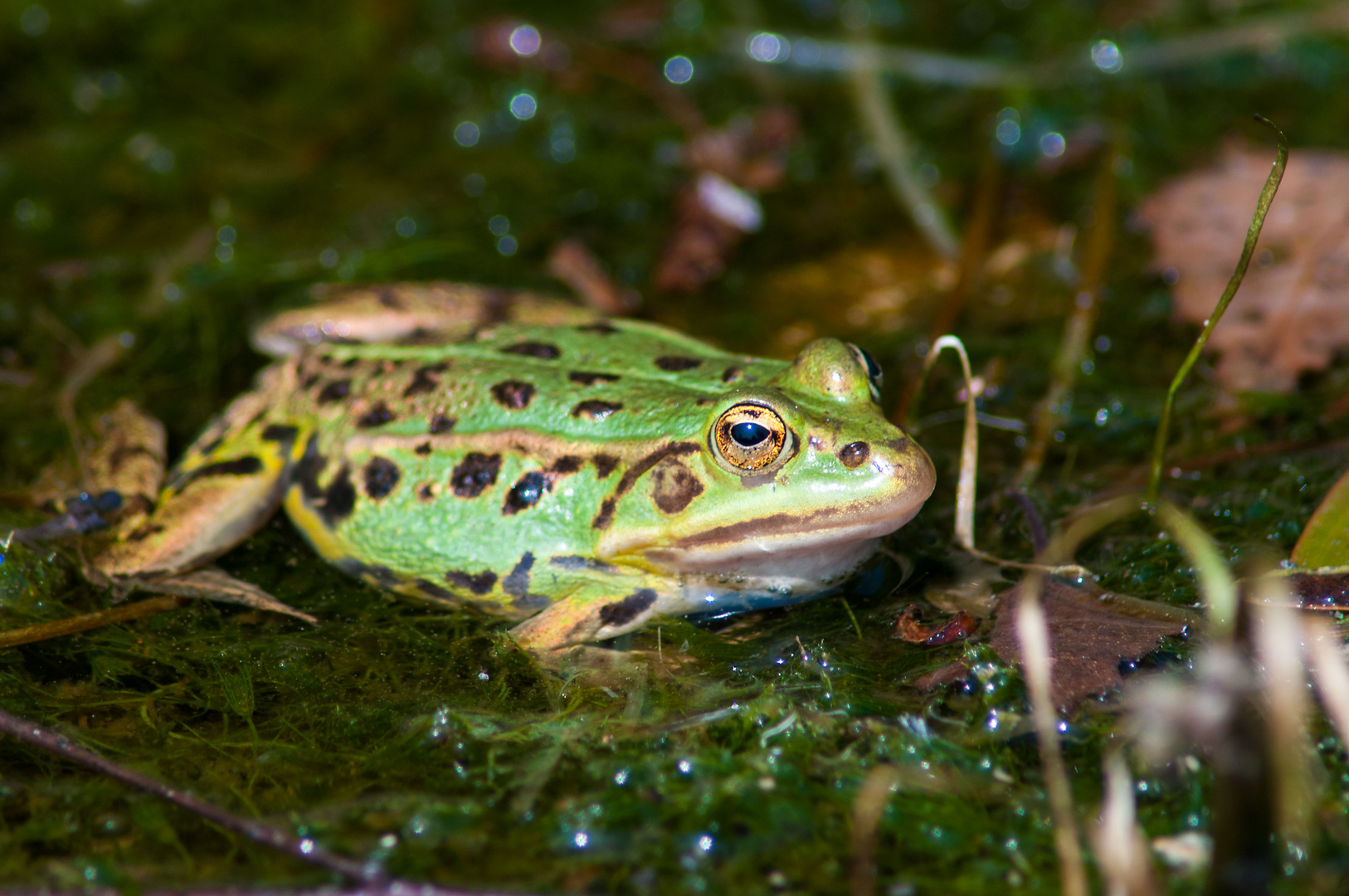 Frosch - 2