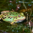 Frosch - 2