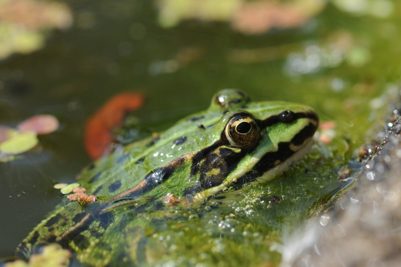 Frosch 2