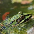 Frosch 2