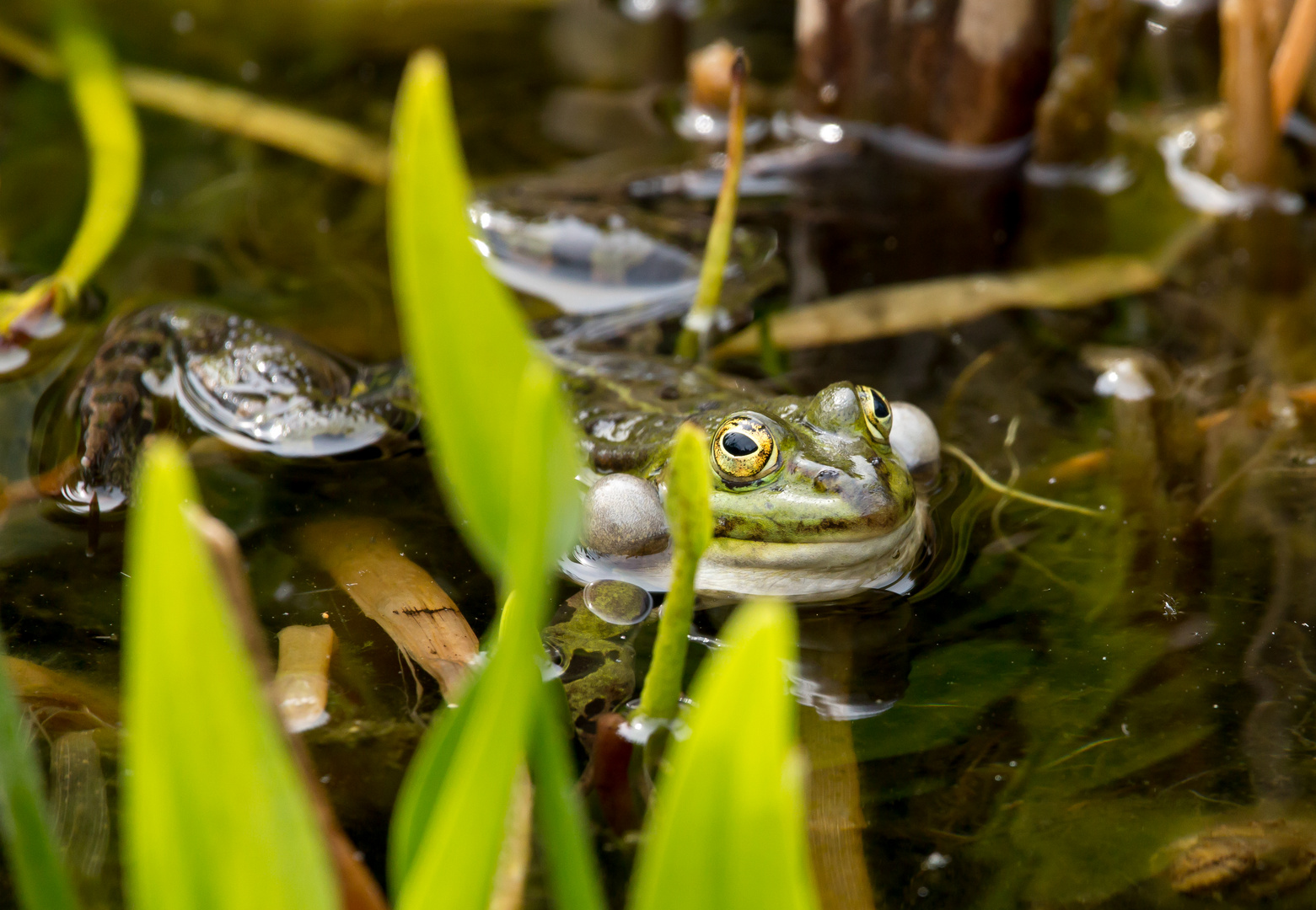 Frosch 2