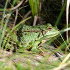 Frosch 2