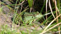 Frosch 2