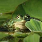 Frosch 2