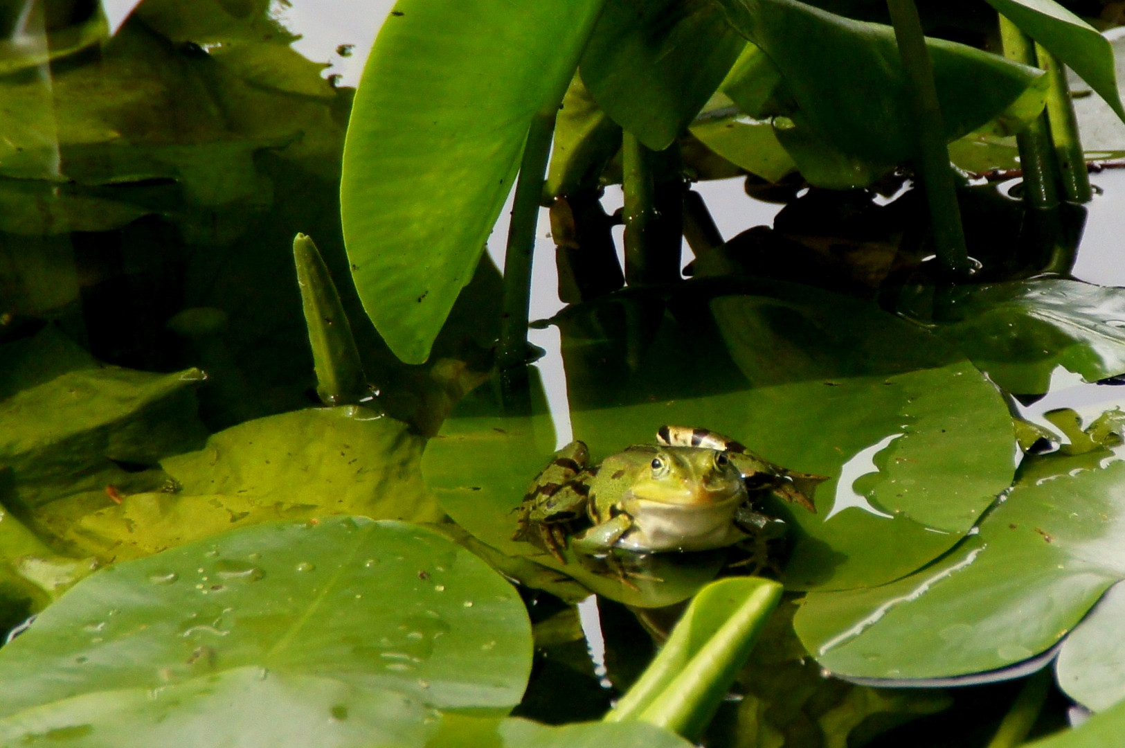 Frosch 2