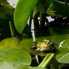 Frosch 2