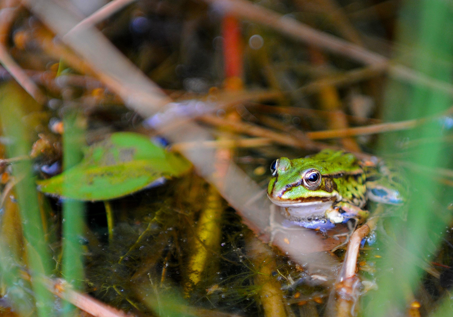 Frosch - 2