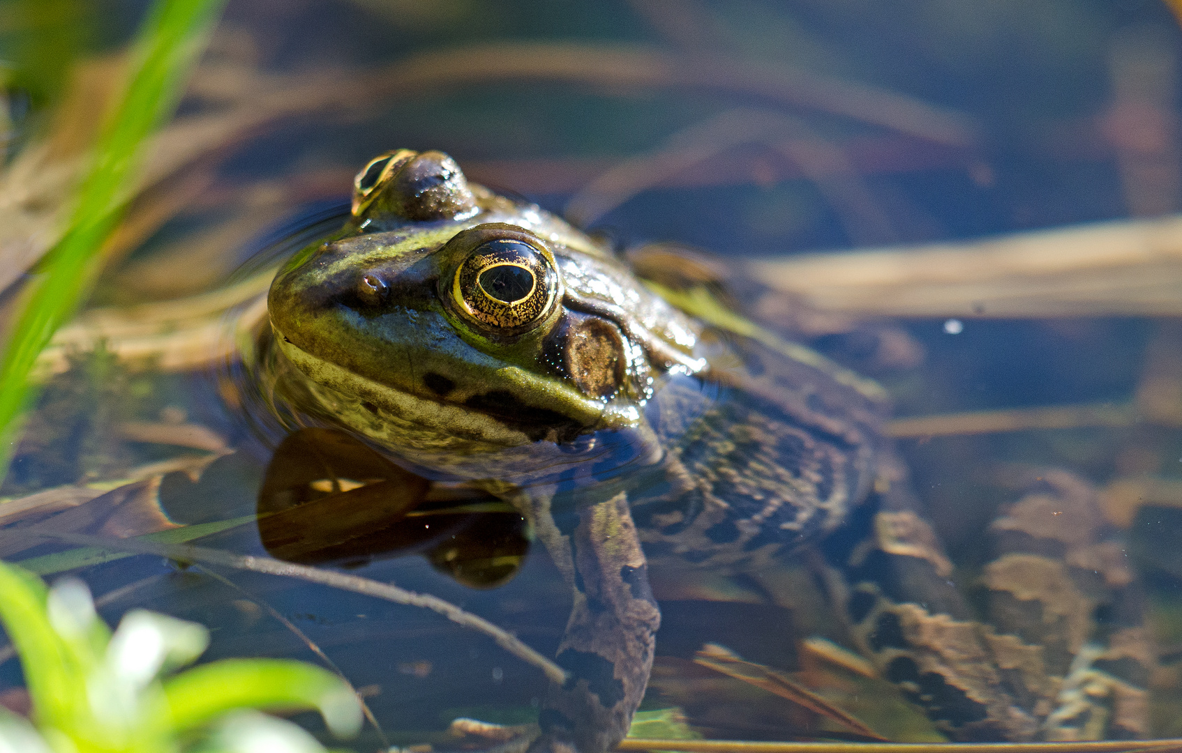 Frosch 2