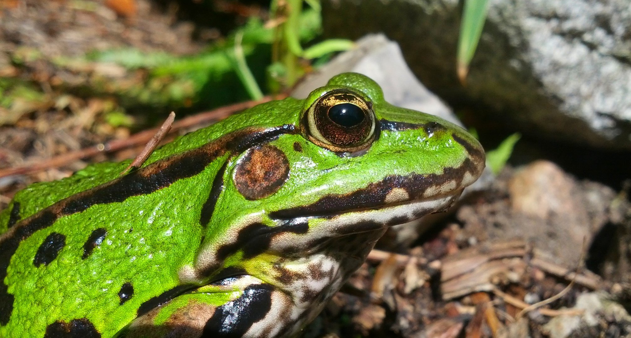 Frosch 2