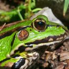 Frosch 2