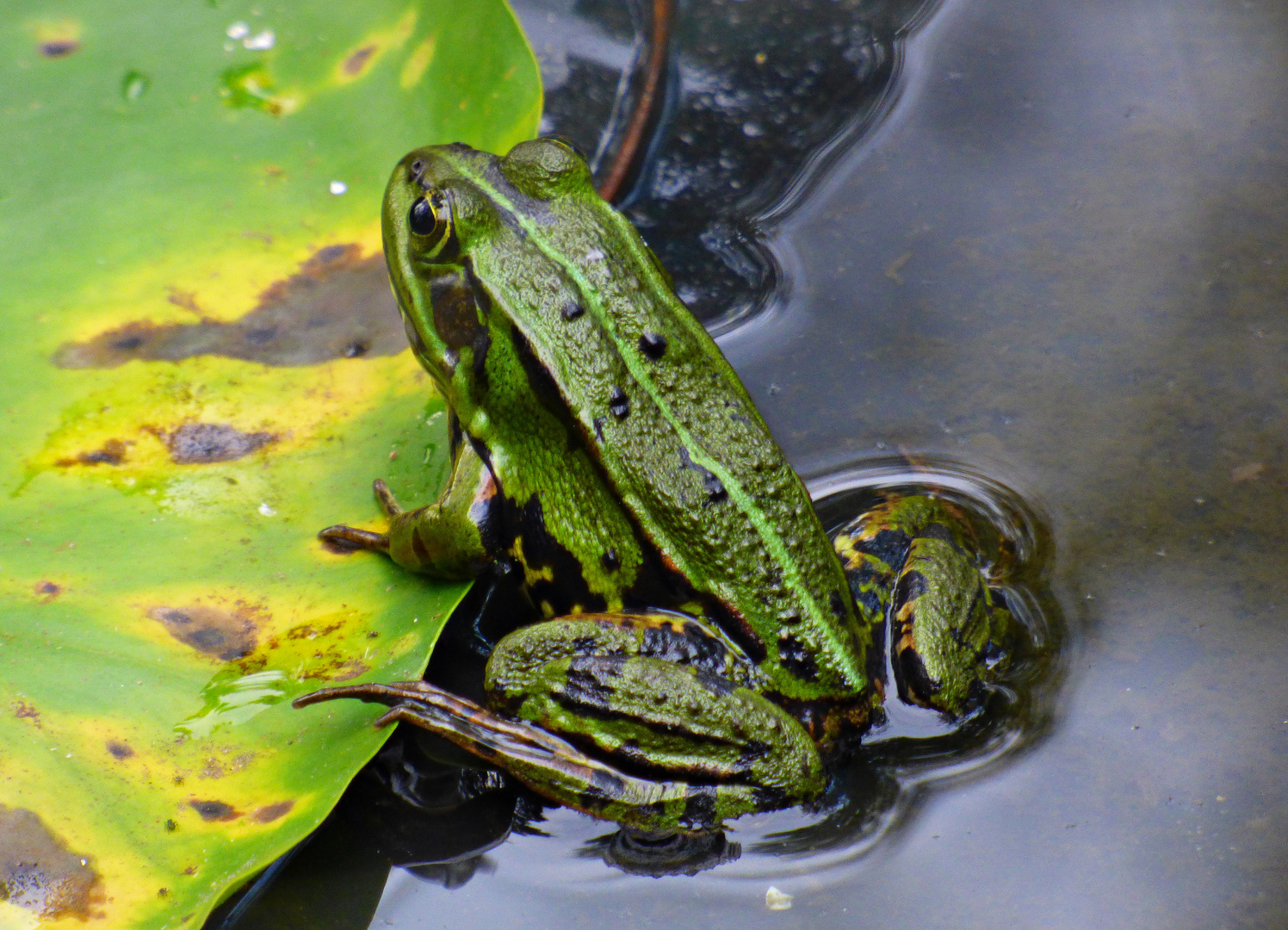 Frosch 2 Foto &amp; Bild | tiere, wildlife, natur Bilder auf fotocommunity