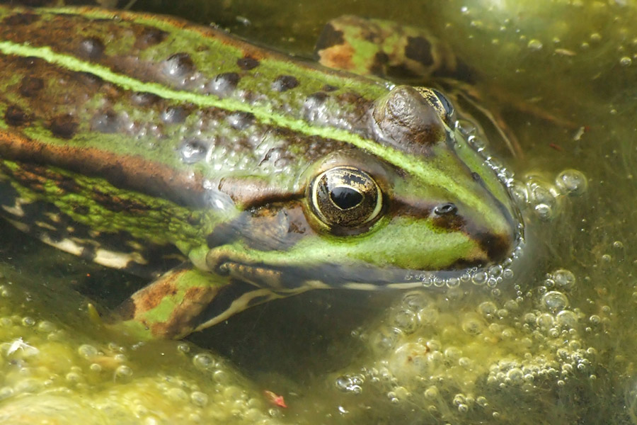 Frosch 2