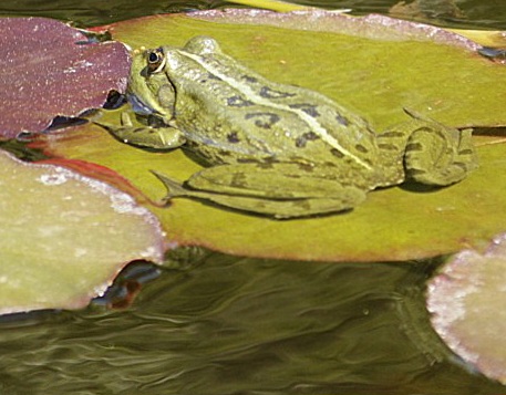 Frosch 2